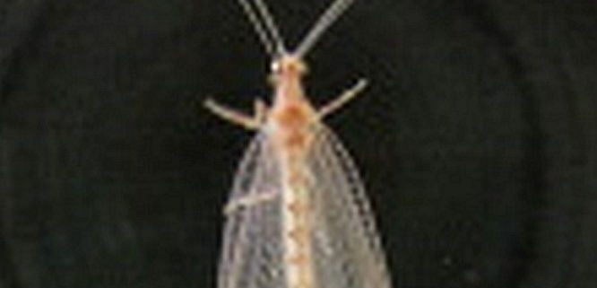 lacewing