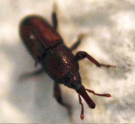 grain/granary weevil
