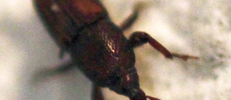 grain/granary weevil