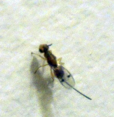 Tiny Wasp