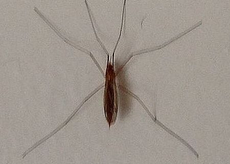 Crane fly