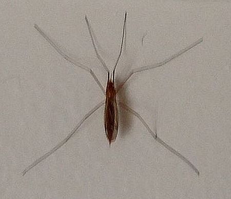 Crane fly