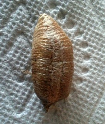 Praying mantis egg mass