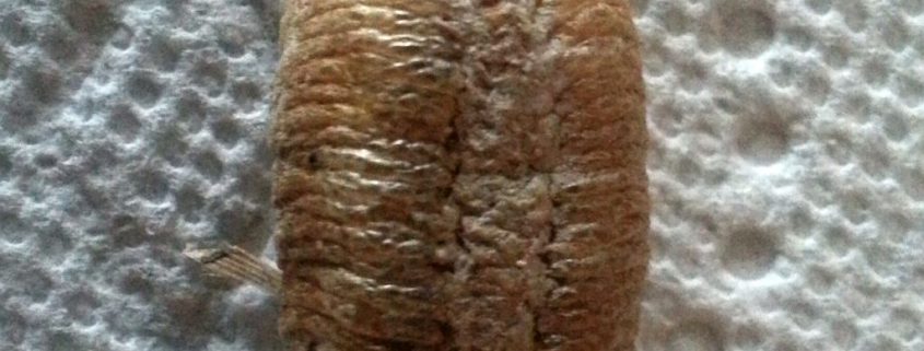 Praying mantis egg mass