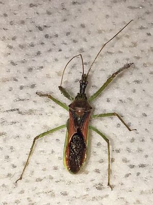 assassin bug