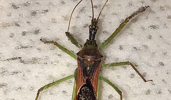assassin bug