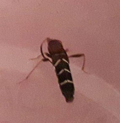 red-headed ash borer