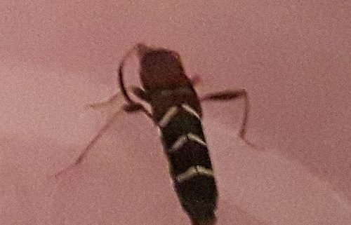 red-headed ash borer