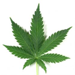 cannibis