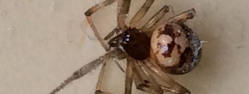 Unlikely biting spider