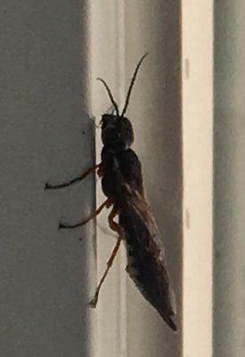 xiphydriid wood wasp