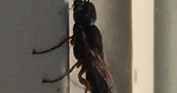 xiphydriid wood wasp