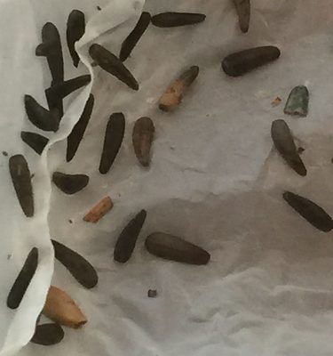 Plant seeds, not insects