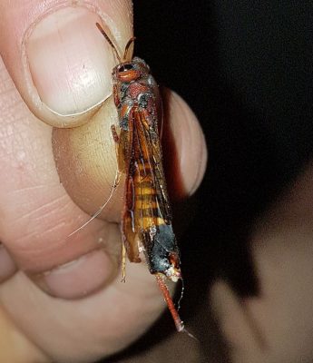 horntail wood wasp