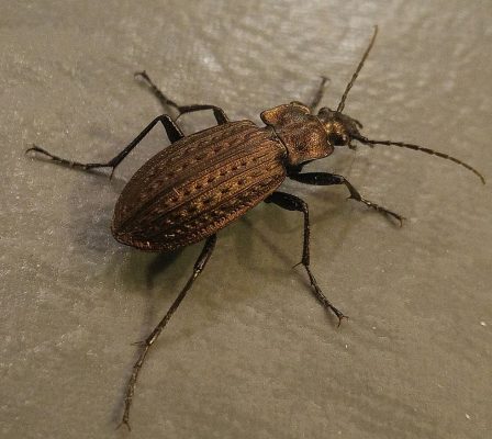 ground beetle