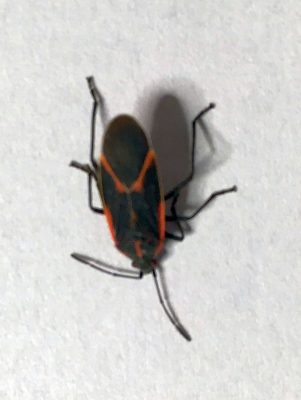 Boxlelder bug