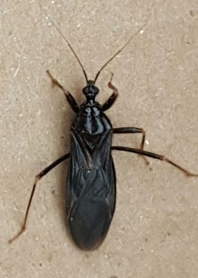 masked hunter assasin bug