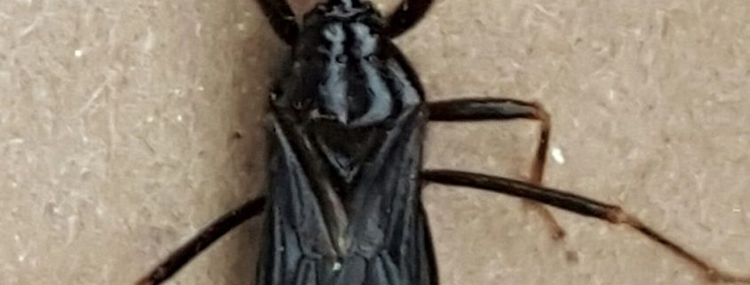 masked hunter assasin bug