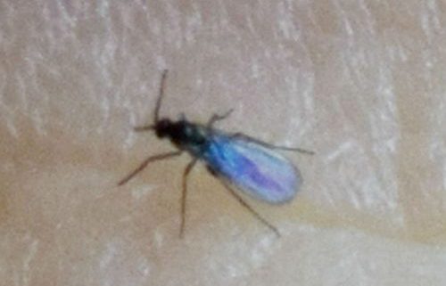 dark-winged fungus gnat