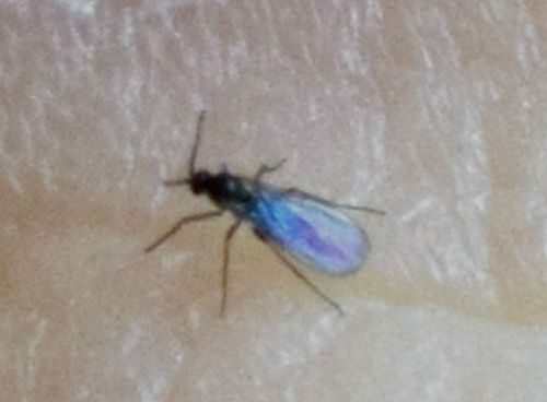dark-winged fungus gnat