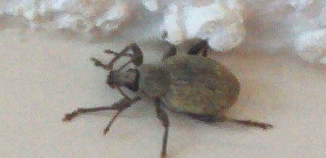 broad-nosed/short-snouted weevils