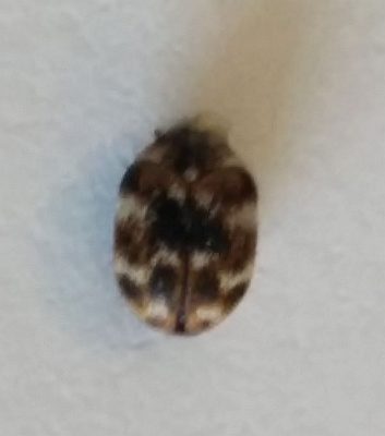varied carpet beetle