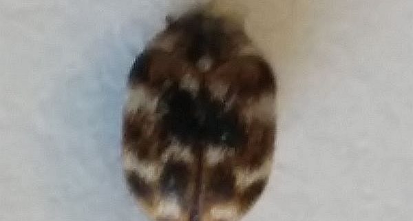 varied carpet beetle