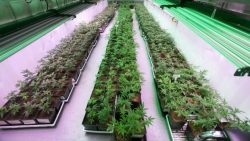 pesticides in pot