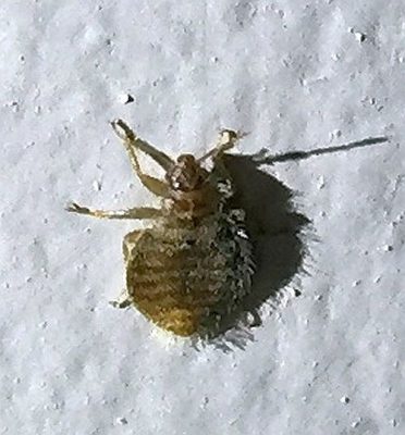 Bat, bed and swallow bugs info
