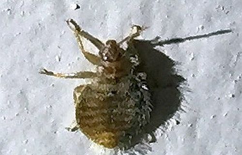 Bat, bed and swallow bugs info