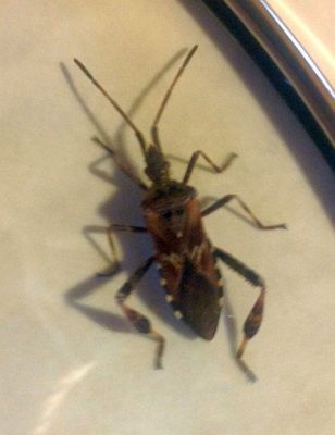 western conifer seed bug