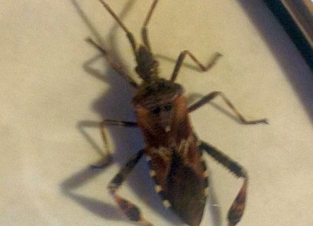 western conifer seed bug