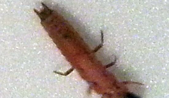 scarlet malachite beetle larva