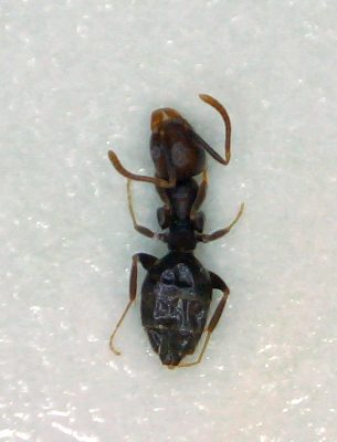 Carpenter ant