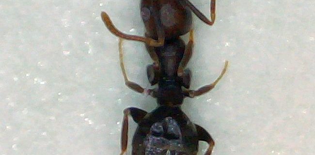 Carpenter ant