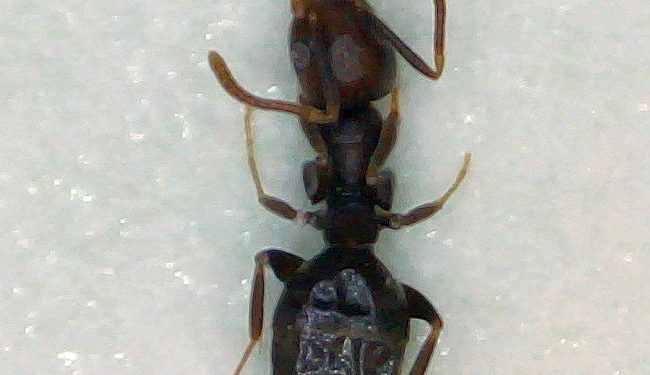 Carpenter ant