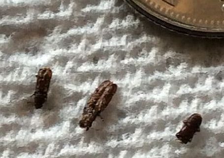 powderpost beetles