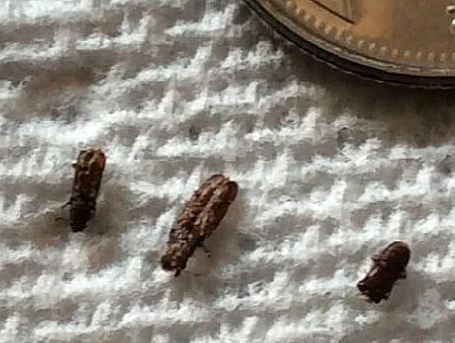 powderpost beetles