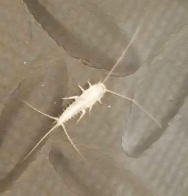 Silverfish