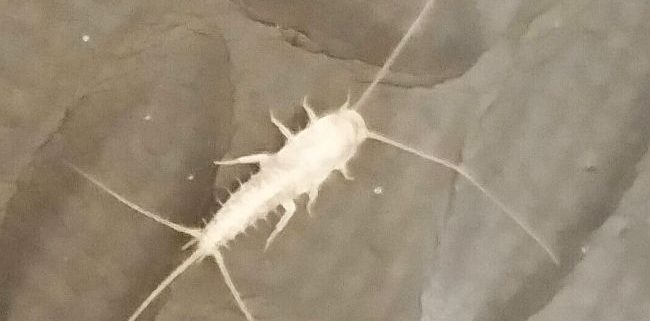 Silverfish