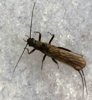 winter stonefly