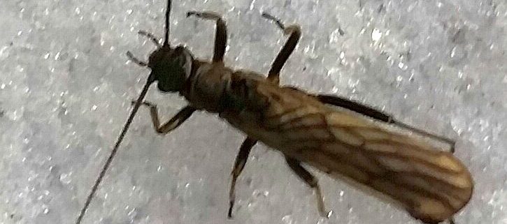winter stonefly