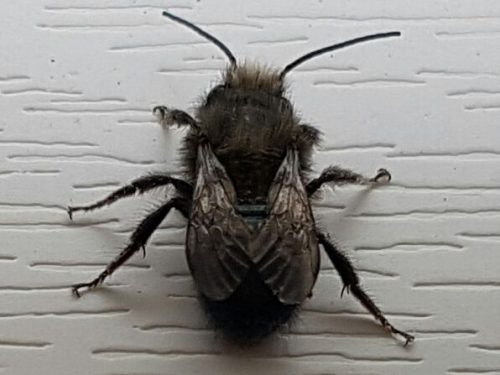 mason/orchard bee