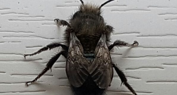 mason/orchard bee