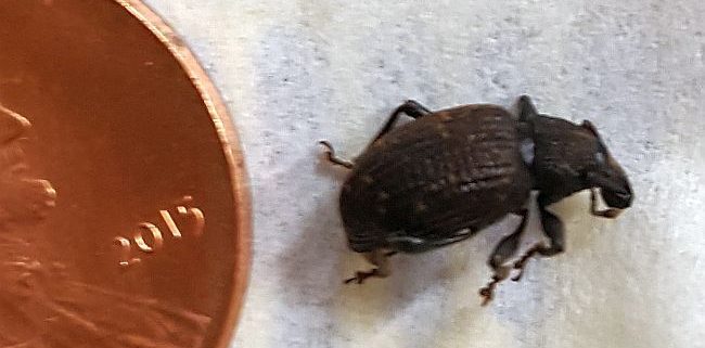 weevil