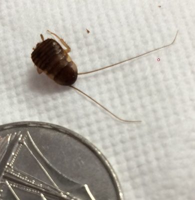 Young Cockroach nymph