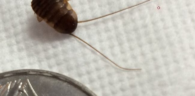 Young Cockroach nymph