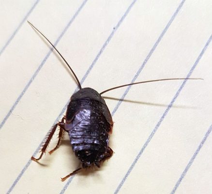 nymph of a cockroach