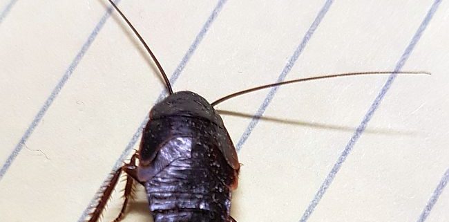 nymph of a cockroach