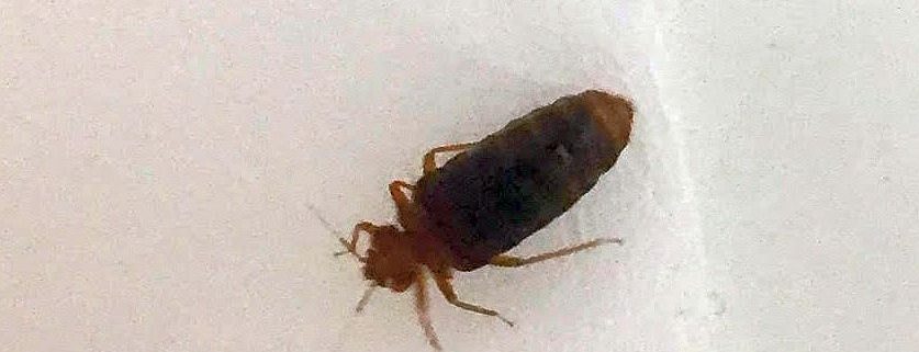 Bed Bug